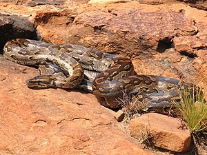Die Suider-Afrikaanse luislang of gewone luislang (Python natalensis).